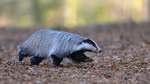 European badger (Meles meles), foraging in a beech forest, Swabian Alb biosphere reserve,