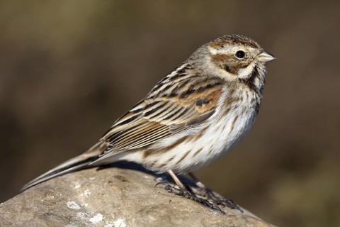 Common Reed Bunting (Emberiza schoeniclus) female, Castile-La Mancha, Spain