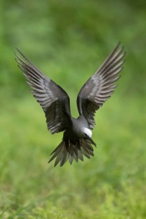 Black Noddy (Anous minutus) flying, Norfolk Island, Australia