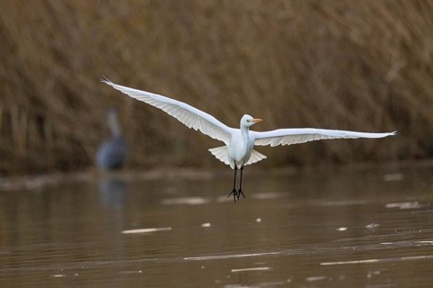 Great White Egret (Egretta alba) Germany
