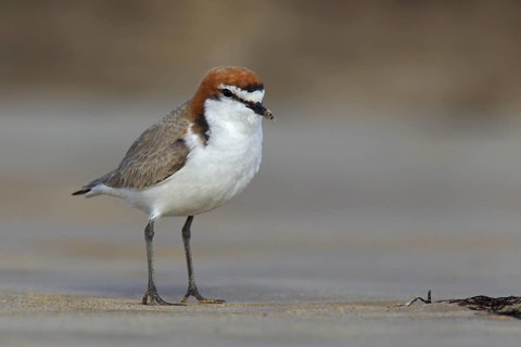 Red-capped Plover (Charadrius ruficapillus), Victoria, Australia
