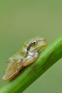 European tree frog (Hyla arborea) sitting on a branch in its natural environment, Lake Neusiedl