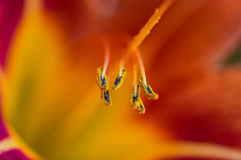 A stunning macro close-up reveals the intricate details of vibrant tiger lily flower petals,