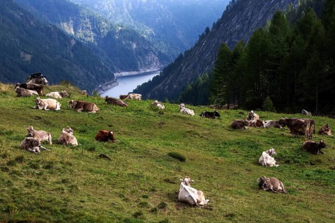 Cattle (Bos taurus) lying on the pasture, behind Sambuco reservoir, Sambuco valley, Vale Sambuco,