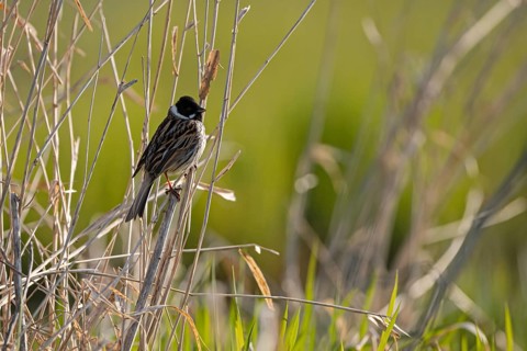 Reed bunting (Emberiza schoeniclus), male, backlit, Ochsenmoor, Dümmer, Lemförde, Lower Saxony,