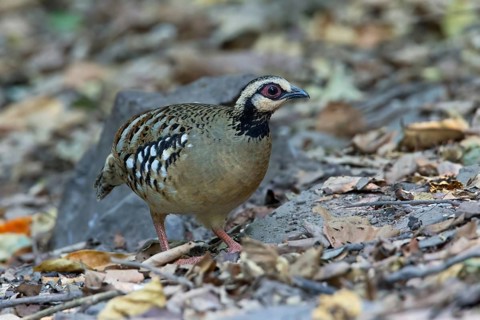 Bar-backed Partridge (Arborophila brunneopectus), Kaeng Krachan, Thailand