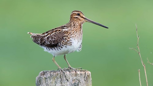 Common Snipe (Gallinago gallinago) perched on a post, Lower Saxony, Germany