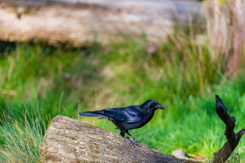 One carrion crow (Corvus corone) standing on a log. A green meadow in the background