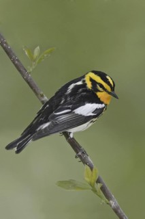 Blackburnian Warbler (Setophaga fusca) male, Ontario, Canada