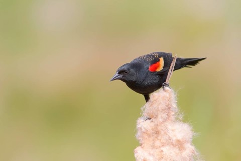 Red-winged Blackbird (Agelaius phoeniceus) male, Washington, USA