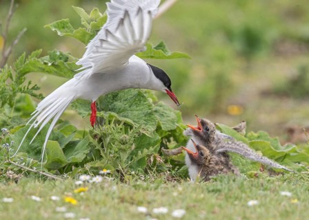 Arctic Tern (Sterna paradisaea) feeds chicks, Scotland, United Kingdom