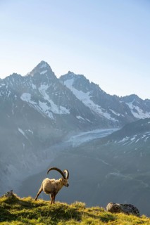 Alpine ibex (Capra ibex), adult male, in front of a mountain landscape in the morning light, behind