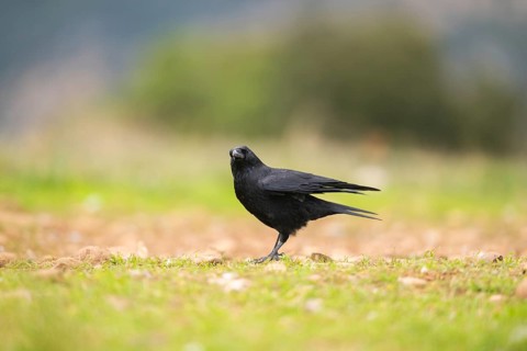 Common raven (Corvus corax) on a meadow in autumn, Pyrenees, Catalonia, Spain
