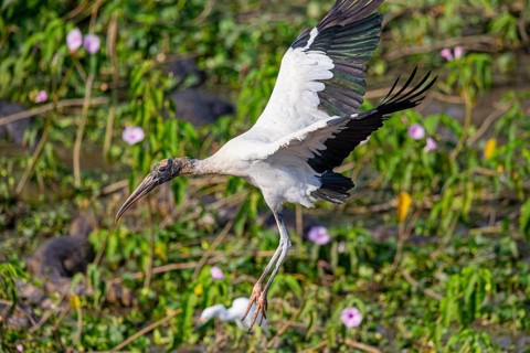 Forest stork (Mycteria americana) Pantanal Brazil