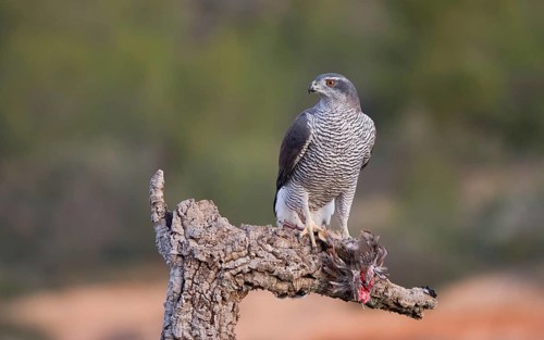 A Northern Goshawk female stands confidently on a tree stump with its fresh prey, displaying its