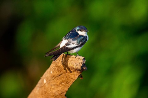 Cayenne Swallow (Tachycineta albiventer) Pantanal Brazil