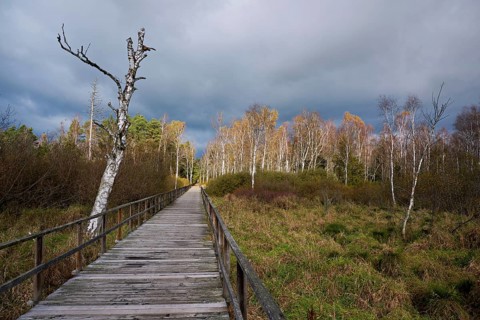 Federsee lake footbridge, Federsee nature reserve, UNESCO World Heritage Site, Bad Buchau, Upper