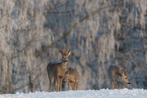 Two female and one male Roe Deer, (Capreolus capreolus), walking over a snowy meadow. Snow covered