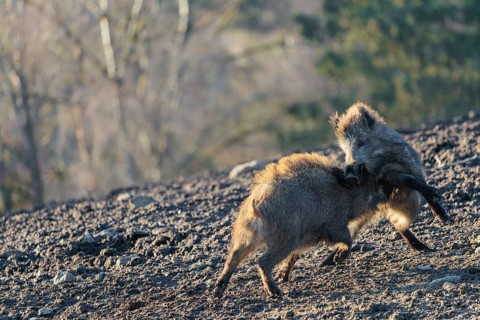 Two young wild boars (Sus scrofa) play fighting and dominance on a frozen field on a sunny day. A