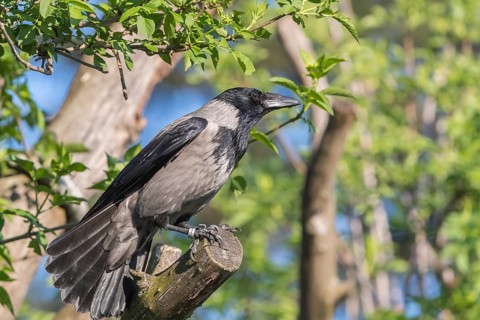 One hooded crow (Corvus cornix), sitting on a branch of a tree in bright sunlight with green