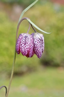 Snake's Head Fritillary (Fritillaria meleagris), single flower in a meadow, close-up,