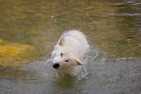 An Arctic wolf (Canis lupus arctos) stands in a pool of water below a small waterfall and shakes