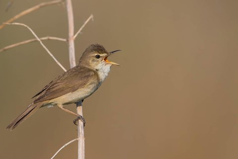 Blyths Reed Warbler - Buschrohrsänger - Acrocephalus dumetorum, Russia (Ural)