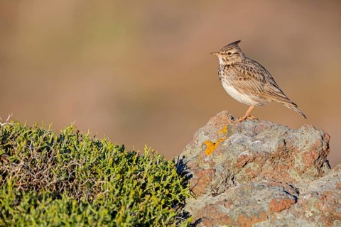 Haubenlerche, Crested Lark, Galerida cristata, Cochevis huppé, Cagujada Común