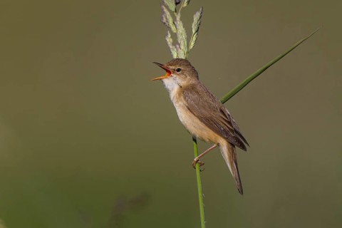 Marsh Warbler (Acrocephalus palustris) singing, North Rhine-Westphalia, Germany