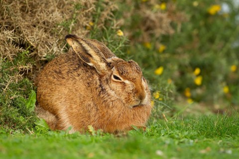 European brown hare (Lepus europaeus) adult animal resting in grassland next to a Gorse bush,