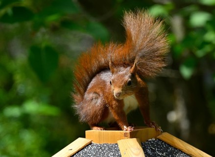 Eurasian red squirrel (Sciurus vulgaris), sitting on a bird feeder, Stuttgart, Baden-Württemberg,