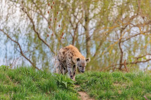 An adult male spotted hyena (Crocuta crocuta) runs down a small hill on a beaten path