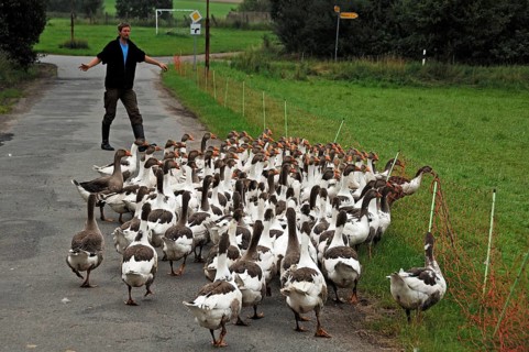 Young farmer leads his baked Pomeranian geese to a meadow, Othenstorf, Mecklenburg-Western