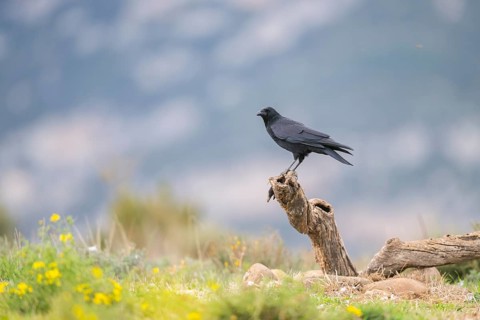 Common raven (Corvus corax) sitting on a dead branch, Pyrenees, Catalonia, Spain