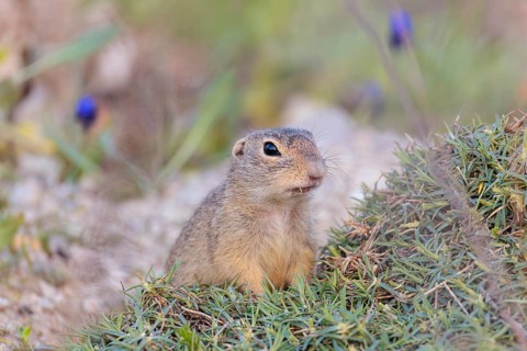 A fully grown ground squirrel (Spermophilus citellus) sits on gravel next to green vegetation on a