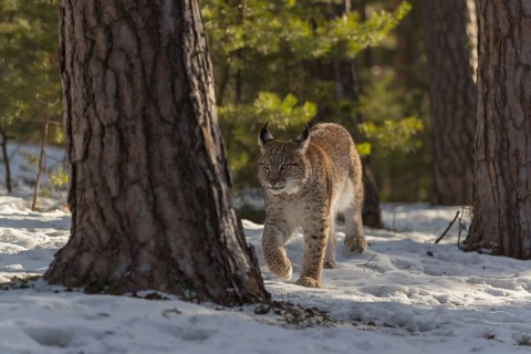 One young male Eurasian lynx, (Lynx lynx), walking over a snow covered forest ground in early