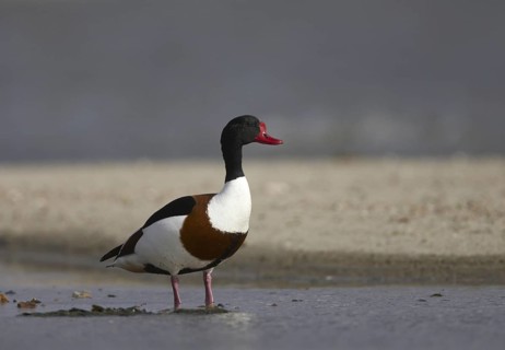 Common Shelduck (Tadorna tadorna) male, Schleswig-Holstein, Germany