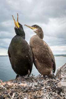 European Shag (Phalacrocorax aristotelis) adult and chick on nest, Farne Islands, United Kingdom