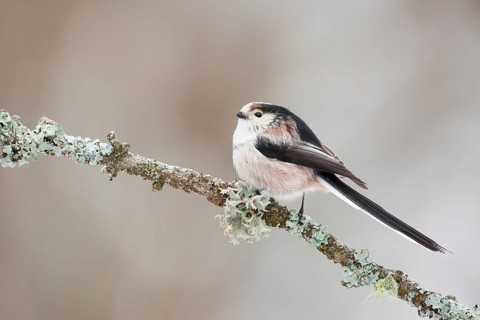 Long-tailed Tit (Aegithalos caudatus europaeus) perched on lichen branch, Grisons, Switzerland