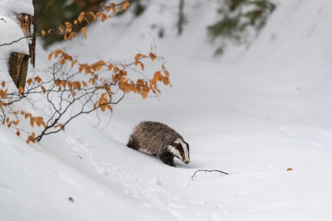 One young European badger (Meles meles) walking through a ravine in deep snow