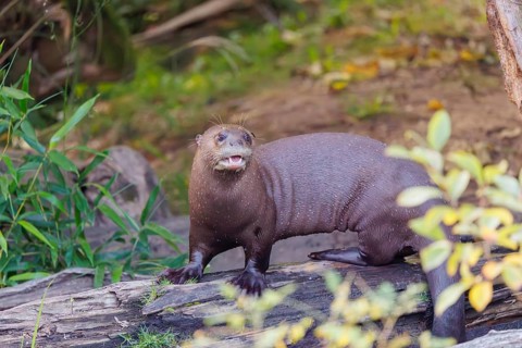 A giant otter or giant river otter (Pteronura brasiliensis) stands on a rotten tree trunk lying in