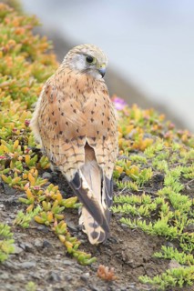Nankeen Kestrel (Falco cenchroides), Victoria, Australia