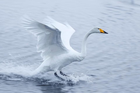 Whooper Swan (Cygnus cygnus) landing, Finland