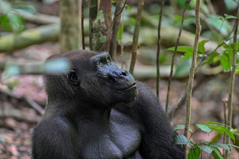 Western lowland gorilla (Gorilla gorilla gorilla), male animal, silverback, Loango National Park,