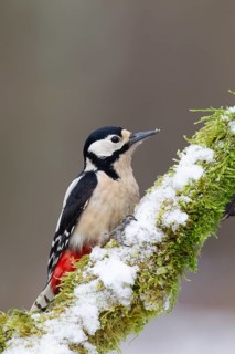 Great spotted woodpecker (Dendrocopos major) adult bird on a snow covered tree branch in winter,