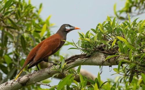 Montezumastirnvogel (Psarocolius montezuma)