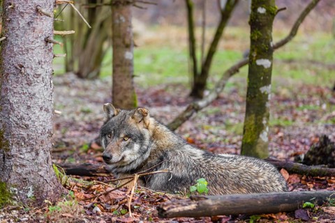 A male eurasian gray wolf (Canis lupus lupus) rests in a forest