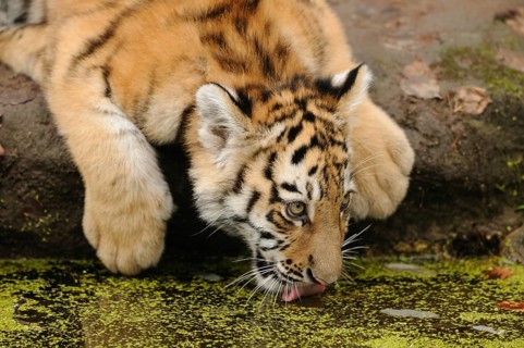 A tiger cub bends over an area covered with water to drink, Siberian tiger (Panthera tigris