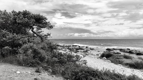 Characteristic coastal landscape, wild natural beach with lots of stones in shallow water, bushes