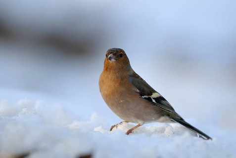 Buchfink (Fringilla coelebs), Chaffinch, Maennchen im Winter, Februar, Oberhausen,